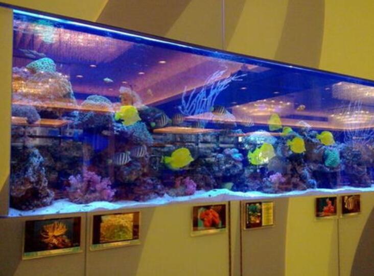 亞克力魚缸怎樣裝飾比較好看,瑞地格樂亞克力游泳池